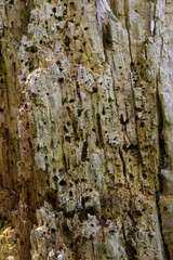 The texture of an old tree eaten by ants and termites. Wooden stump in more often woods.