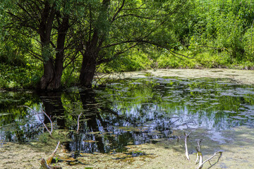 A small heavily waterlogged body of water in the depths of the forest. Above the water are branches...