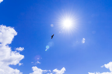 夏の青空　太陽の光　鳥