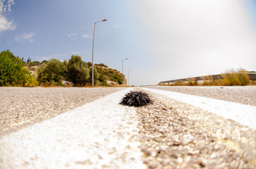 Closeup shot of sea urchin on asphalt road under sunlight
