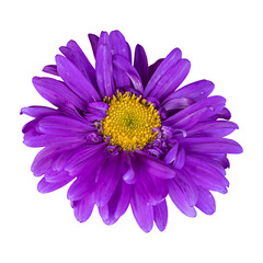 Close-up of a beautiful purple chrysanthemum flower isolated on white background.