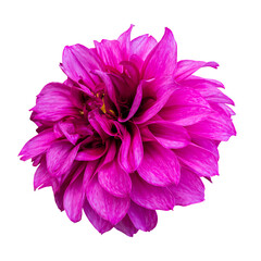 Close-up of a beautiful pink dahlia flower isolated on white background.