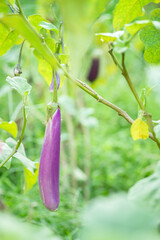 Eggplant in the garden. Fresh organic eggplant aubergine in Thailand.