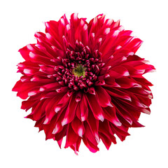 Close-up of a beautiful red dahlia flower isolated on white background.