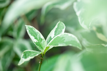 Spotted leaves in nature. Spotted leaves are grown in Thailand.