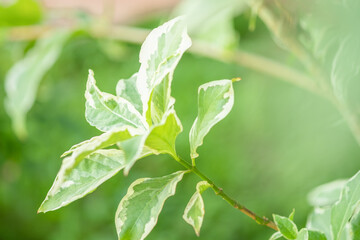 Spotted leaves in nature. Spotted leaves are grown in Thailand.