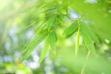 Fototapeta na wymiar Bamboo green color in nature with copy space. Bamboo leaf and copy space.