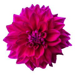 Close-up of a beautiful pink dahlia flower isolated on white background.