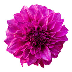 Close-up of a beautiful pink dahlia flower isolated on white background.