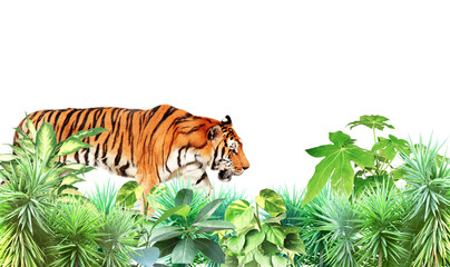 Exotical border with tiger, plants of jungle and copy space for text