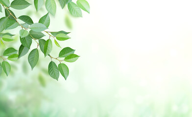 Cherry tree branch with green leaves on blurred sunny background