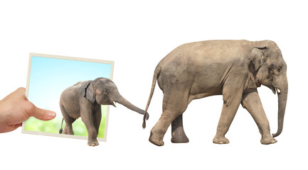 Fototapeta na wymiar Human hand holds a photograph with Elephants emerging from photography