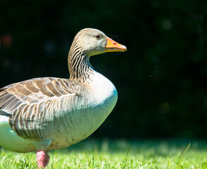 Beautiful close up portrait of a graylag goose against a black background. Space for text on the left side of the image.