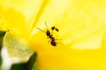 an ant that farms aphids on a yellow rose

