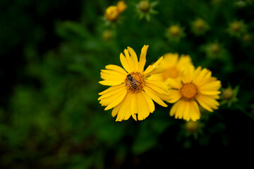 close up yellow bee and flower