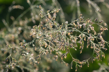 grass flowers covered wih morning dew