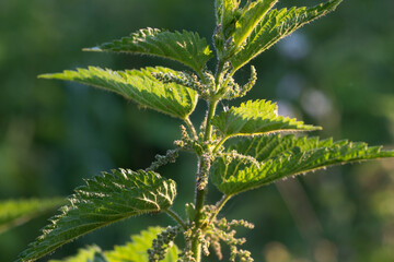 stinging nettle with flowers closeup selective focus