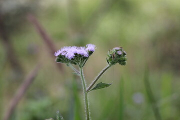 bee on a flower