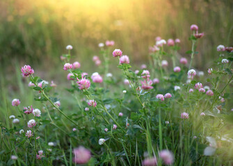 Flowering beautiful red clover in meadow in the evening sun.