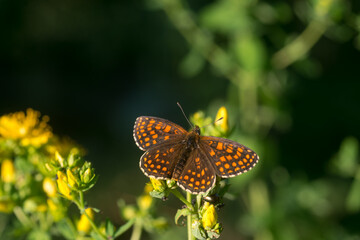  heath fritillary, melitaea athalia on hypericum perforatum flower