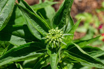 Macro top view of a purple coneflower (echinacea purpurea) plant in its young growth stage in a butterfly garden, with a developing flower bud head
