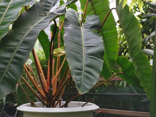 Philodendron billietiae Croat n the white potted ,air purifier plant.