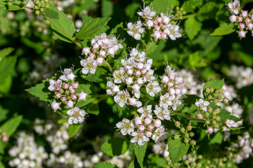 Close-up view of tiny rosy pink flower blossoms and buds on a compact dwarf spirea (spiraea japonica) bush in bright summer sunlight