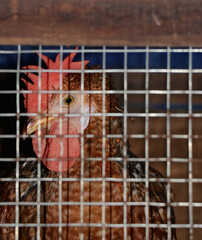 a brown hen looking at the camera from a poultry cage with window grille's made of steel wires
