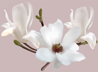 isolated on light background magnolia three white blooms