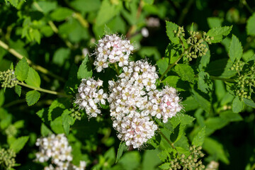 Obraz premium Close-up view of tiny rosy pink flower blossoms and buds on a compact dwarf spirea (spiraea japonica) bush in bright summer sunlight