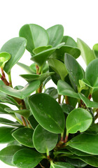 home plant in pot 