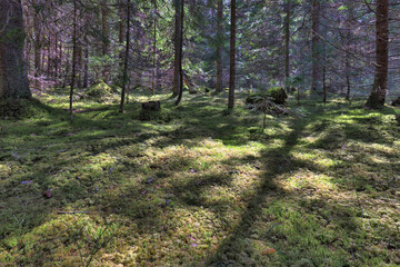 Obraz premium green moss in fir and pine forest