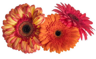 red and orange three gerbera blooms isolated on white
