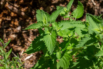 Close-up view of a catnip (nepeta cataria) herb plant in a sunny herb garden with cedar bark mulch background

