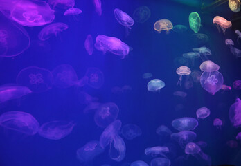 Fototapeta na wymiar Spectacular Jellyfish pattern in aquarium