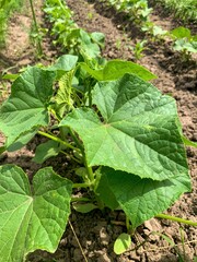 beds with young cucumber shoots, black soil, growing green vegetables in garden