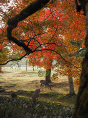 奈良公園の紅葉と鹿の風景