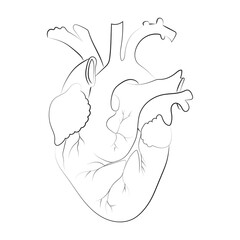 Line art sketch of human heart, vector illustration