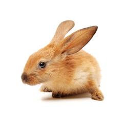 rabbit isolated on white