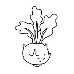 Kohlrabi cabbage. Vegetable sketch. Thin simple outline icon. Black contour line vector. Doodle hand drawn illustration