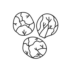 Brussels sprouts. Vegetable sketch. Thin simple outline icon. Black contour line vector. Doodle hand drawn illustration