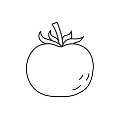 Tomato. Vegetable sketch. Thin simple outline icon. Black contour line vector. Doodle hand drawn illustration