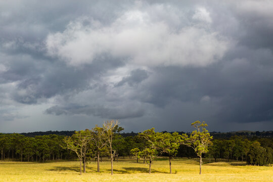 Dark black stormclouds rolling on over landscape of trees in rural paddock with sunlight grass