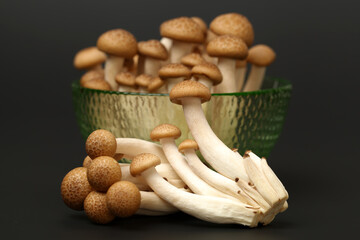 brown beech mushroom on black background 