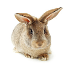 rabbit isolated on white background