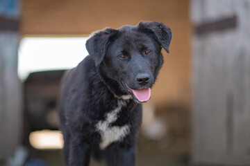 A beautiful black dog is resting on a hot day in the shade at the farm.