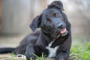 A beautiful black dog is resting on a hot day in the shade at the farm.