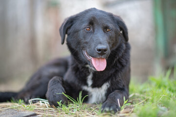 A beautiful black dog is resting on a hot day in the shade at the farm.