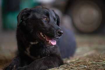 A beautiful black dog is resting on a hot day in the shade at the farm.