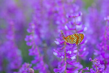 red butterfly in purple flowers (Melitaea arduinna)